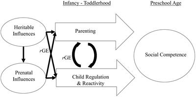 Family interactions in toddlerhood influence social competence in preschool age: Accounting for genetic and prenatal influences